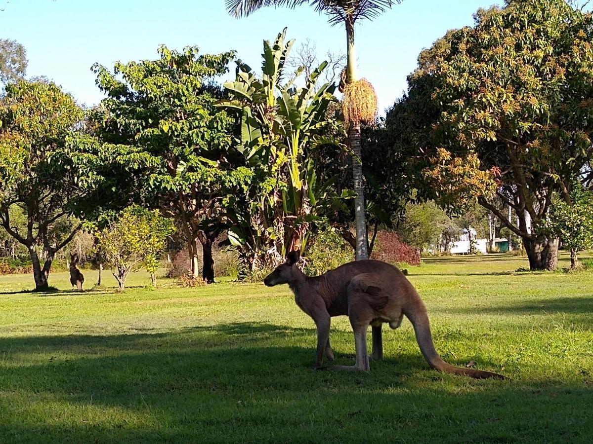 Lake Weyba Noosa Lodge & Kangaroos Peregian Beach Exterior photo